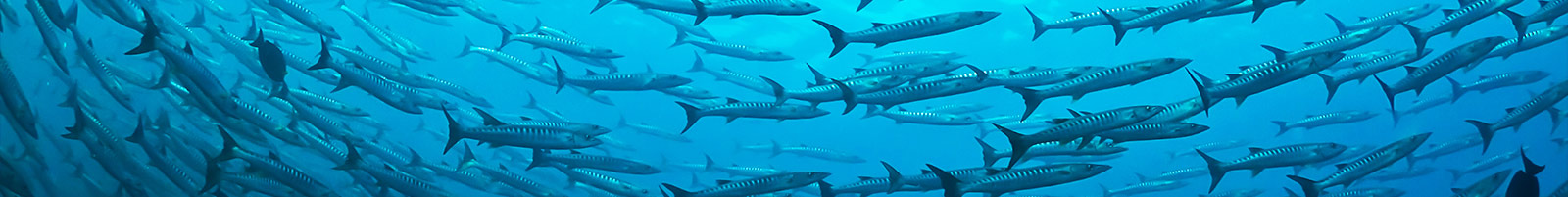 CDWS statement on shark incident in Sharm el Sheikh 
